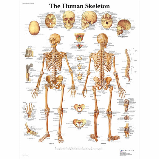 Human Skeleton Chart-3B SCIENTIFIC