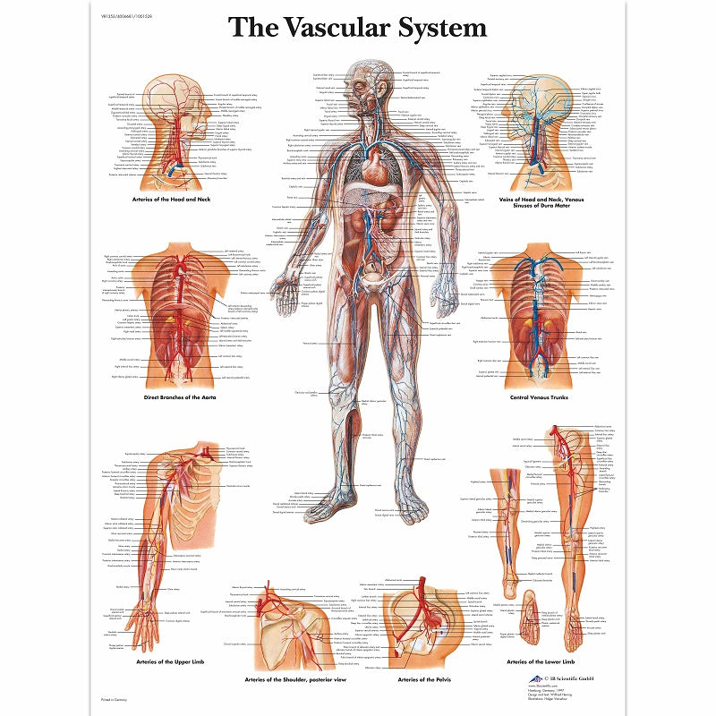 The Vascular System Chart