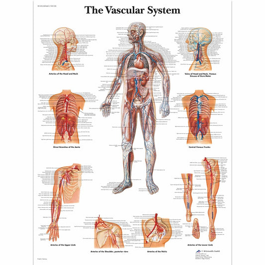 The Vascular System Chart