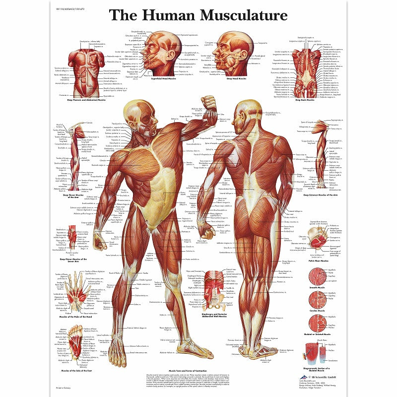 Human Muscle Chart- 3B SCIENTIFIC
