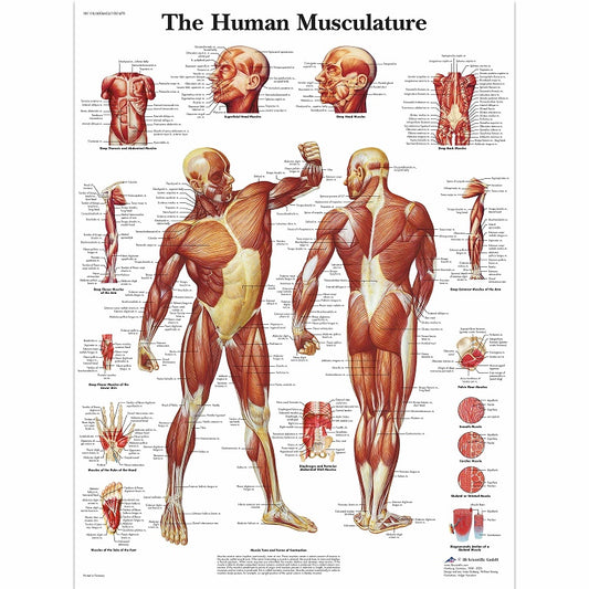 Human Muscle Chart- 3B SCIENTIFIC