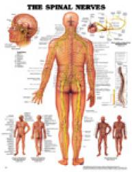 The Spinal Nerves ACC-8024