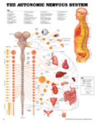 The AUTONOMIC NERVOUS SYSTEM LAMINATED ACC-8026