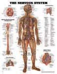 The Nervous System laminated - ACC- 8949