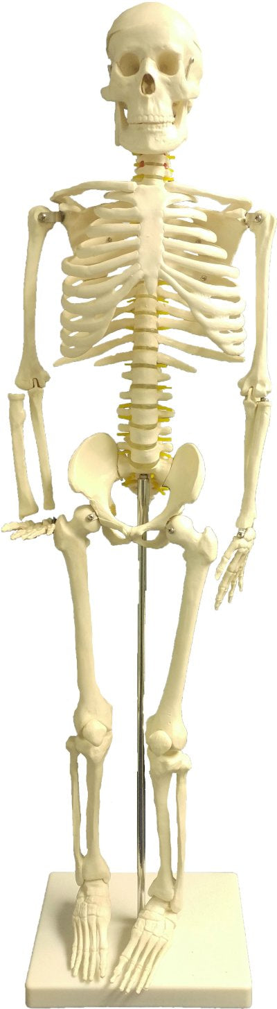 Human Skeleton 85CM tall w-Nerves and Vertebral Arteries, 85CM