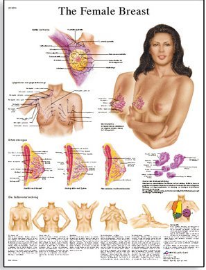 Female Breast Chart - Anatomy, Pathology and Self-Examination