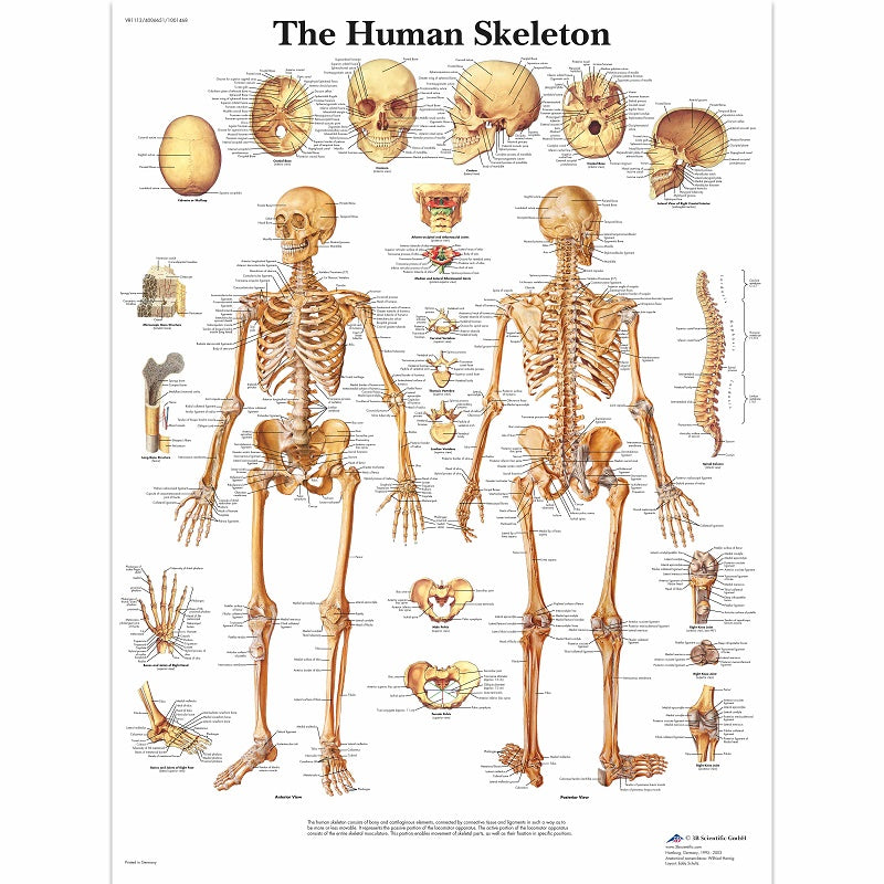 Human Skeleton Chart-3B SCIENTIFIC