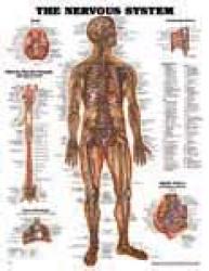 The Nervous System laminated  - ACC- 8949