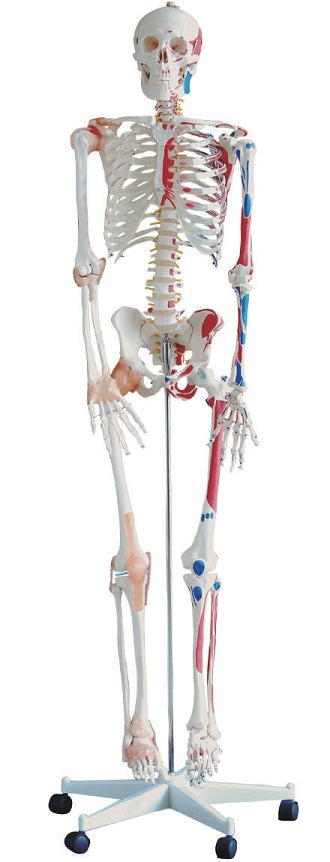Skeleton with Muscles and Ligaments 180CM Tall