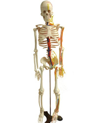 Human Skeleton Model Skeleton with Heart-Blood Vessel - 85CM